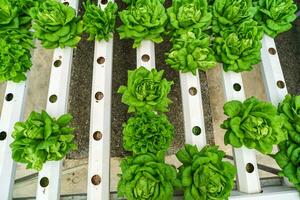 hydroponisch Landwirtschaft System, organisch hydroponisch Gemüse Garten im Gewächshaus. foto