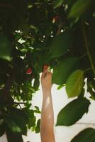 wenig Kind pflücken Kirsche von Baum im Garten. 6 Jahre alt Mitte östlichen Junge Picks roh Kirsche Frucht. Familie haben Spaß beim Ernte Zeit. foto