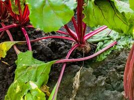 Rote Beete wachsend im das Boden. schließen oben Rote Beete im ein Gemüse Garten. Fokus auf ein Rote Beete. foto