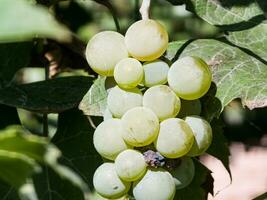 reif Weiß Muskateller Wein Trauben wachsen auf das Gebüsch. Trauben von Wein Trauben sind bereit zum Ernte. foto