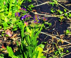 Limonium Sinuatum, syn. Wellenblatt Meer Lavendel, Statik, Meer Lavendel, Einkerbung Blatt Sumpf Rosmarin, Meer Rosa, ist ein Mittelmeer Pflanze Spezies im das Familie Pflaumengewächse bekannt zum es ist papierartig Blumen. foto