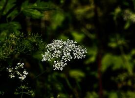 Kuh Petersilie oder Anthrazit Sylvestris im Latein, ebenfalls bekannt wie wild Kerbel, wild Schnabel Petersilie, Königin Annes Spitze oder kek. foto