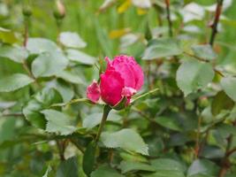 eine rosa Rose foto