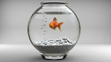 Gold Fisch im ein Fischglas - - Luftblasen - - Studio Schuss foto