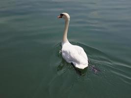 weißer schwan vogel tier foto