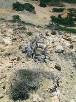 tot Baum auf ein felsig Terrain foto