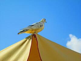 Weiß Taube auf Sonnenschirm - - Blau Himmel Hintergrund foto
