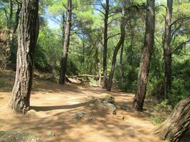 Clearing im das Wald foto