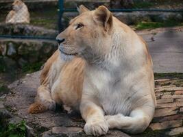 Weiß Löwin ruhen - - Ein weiterer Löwin im das Hintergrund foto