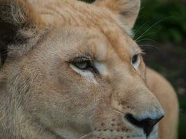 Weiß Löwin - - Augen Nahansicht Schuss foto