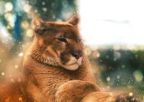Puma Lügen und ruhen - - Sanft Fokus Bokeh bewirken foto