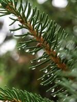 Nadelbaum nach das Regen foto