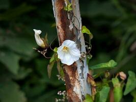 wild Blume und Rost foto