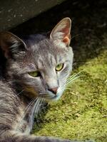 cool grau streunend Katze mit ziemlich Grün Augen foto