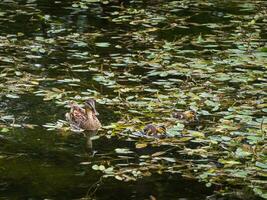 Ente mit zwei jung Entenküken im ein Teich foto