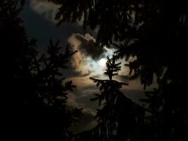 Fichte Bäume im leuchtenden hell Mondlicht foto