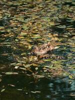 Ente und ihr klein Gelb Entlein getarnt im das Teich foto