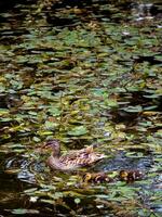 Mutter Ente Schwimmen mit ihr zwei jung Entenküken foto