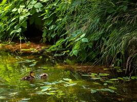 zwei klein Entenküken spielen in der Nähe von das Kante von das Teich foto