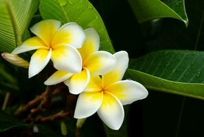 Plumeria Blume im das Regen - - Regen Tropfen auf das Blume foto