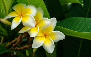 drei schön Plumeria Blumen nach das Regen foto