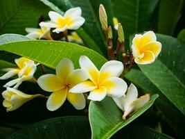 schön Weiß Plumeria Blumen gerade nach das Regen foto