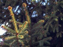 Fichte Baum Geäst im das Morgen Sonne foto