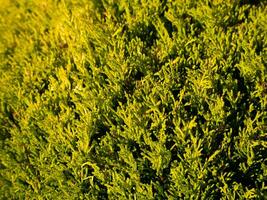 Nahansicht von Hecke Gebüsch und Geäst foto