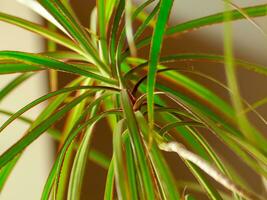 schön Grün Blätter von ein Drachen Baum - - Dracena Marginata foto