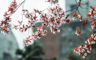 Kirsche Blüte Blumen im das Stadt foto