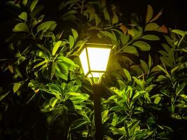 Straße Laterne - - Lampe - - umgeben mit Ficus Blätter foto