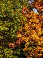 zwei Eiche Bäume im früh Herbst - - Veränderung von Jahreszeiten foto