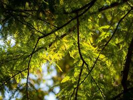 Baum Überdachung auf ein warm sonnig Tag foto