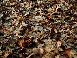 Feld voll von gefallen Ahorn Blätter im Herbst foto
