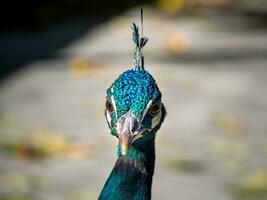 glänzend Blau und Grün Pfau - - Kopf Nahansicht Schuss foto