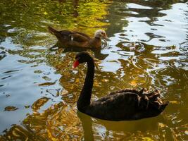 schwarz Schwan und ein süß Weiß geleitet Ente schwimmen im ein Teich auf ein cool Herbst Nachmittag foto