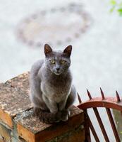 Russisch Blau Katze mit hell Gelb Augen foto