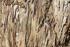 Holz abstrakte Textur. Oberfläche Grunge-Hintergrund. schmutziges Holzeffektmuster. materiellen Hintergrund. foto