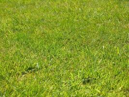 Grün Gras Hintergrund, Sommer- Rasen, Feld schließen Aussicht foto