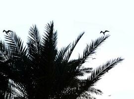 Vögel im Palme Baum Geäst foto