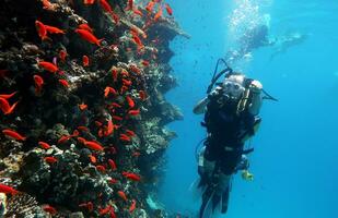 Tauchen im das rot Meer im Ägypten, tropisch Riff foto