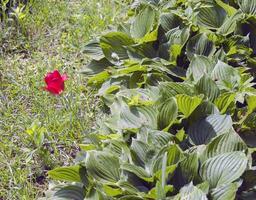 einsam rot Blume im das Mitte von Grün Laub foto