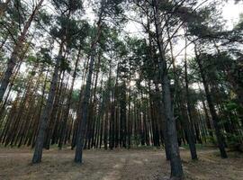 hoch Kiefern Wald, Natur Hintergrund, schön Wald Hintergrund foto