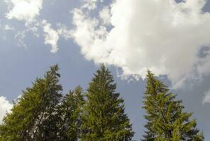 hoch Wald Bäume gehen in das Himmel foto