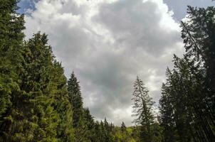 Perspektive Aussicht von ein Sommer- Wald foto