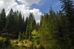 Grün Berg Wald im das Licht von Sommer- Sonne foto