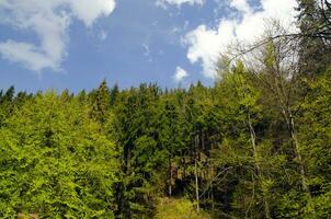 Grün Sommer- Wald foto