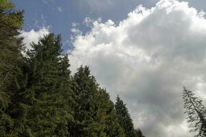 Sommer- Wald Perspektive Aussicht foto