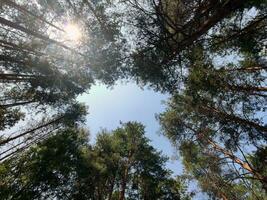 Grün Wald Hintergrund. Natur und Sonne Balken foto