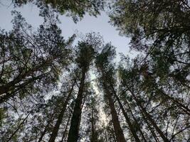 Wald Silhouette Hintergrund. Natur und Sonne Balken foto